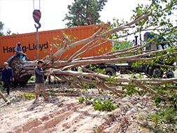 Bougainvilla after arrival of shipment